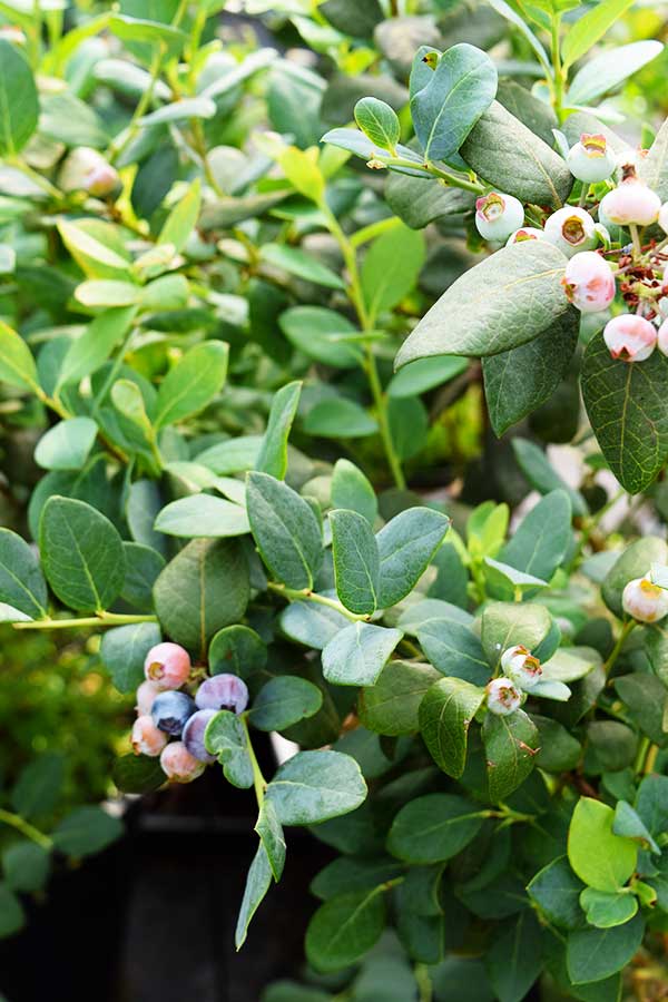 a closeup of a blueberry bush bursting with blueberries