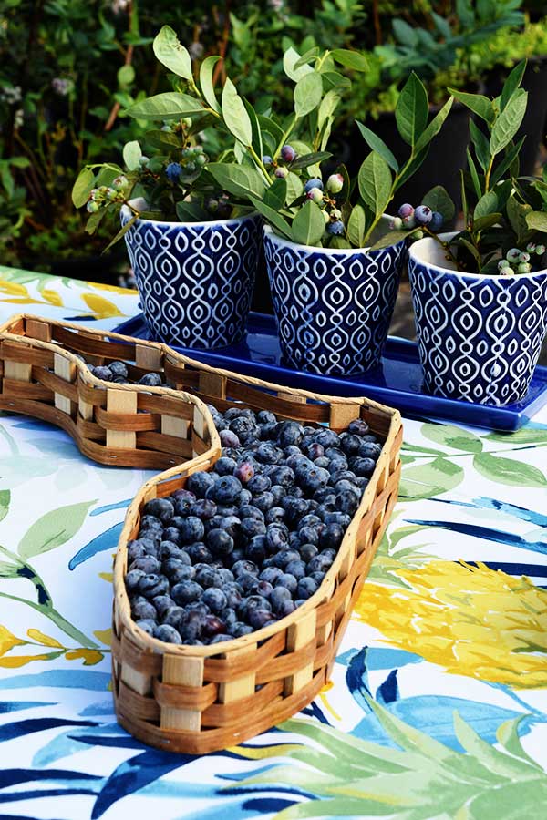 fresh wild blueberries in a woven basket on a table with potted plants in blue and white pots in the background