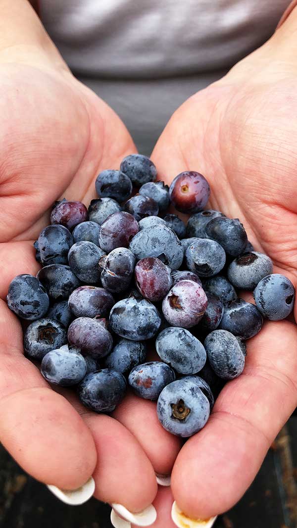 a close up of a handful of fresh-picked wild blueberries 